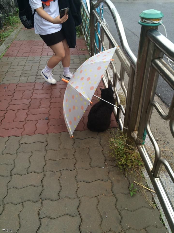 노트펫