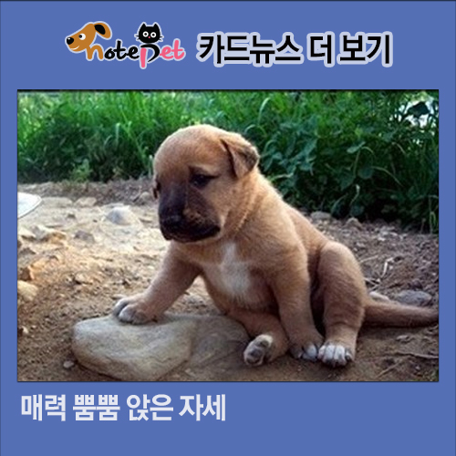 노트펫