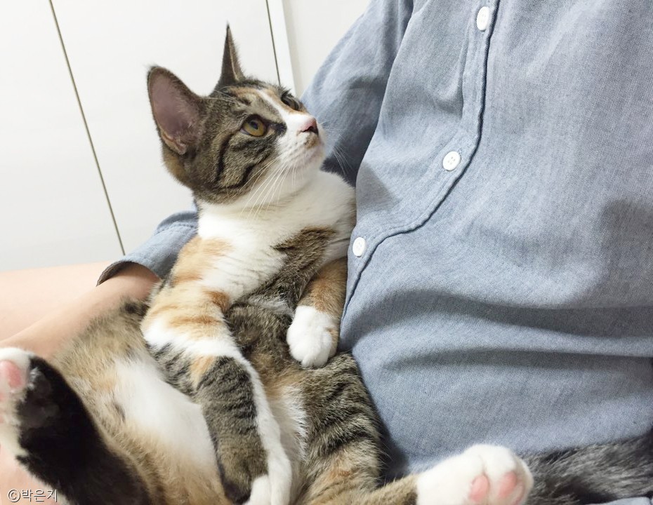 노트펫