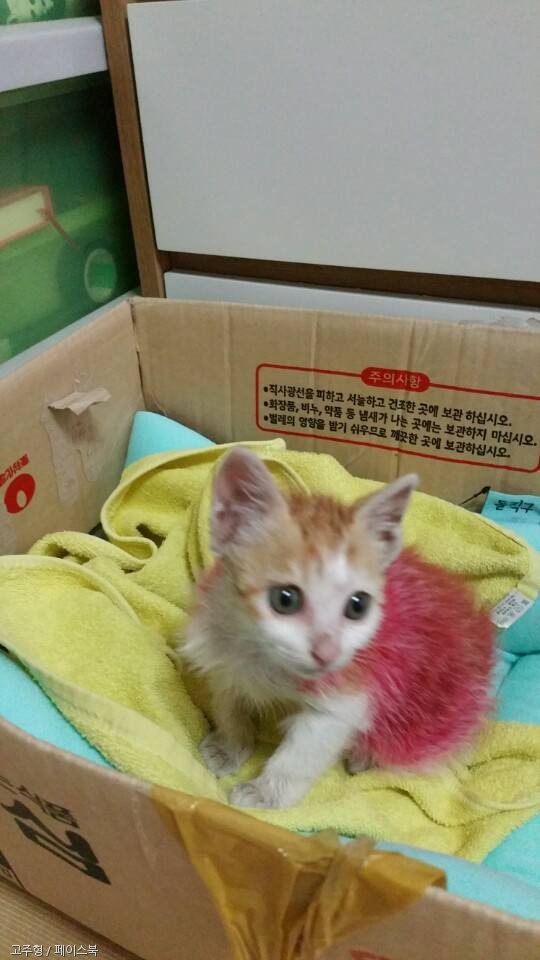노트펫