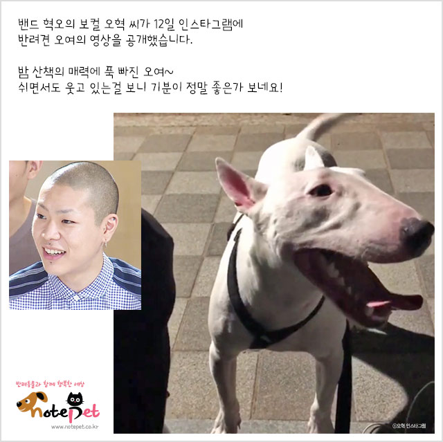 노트펫