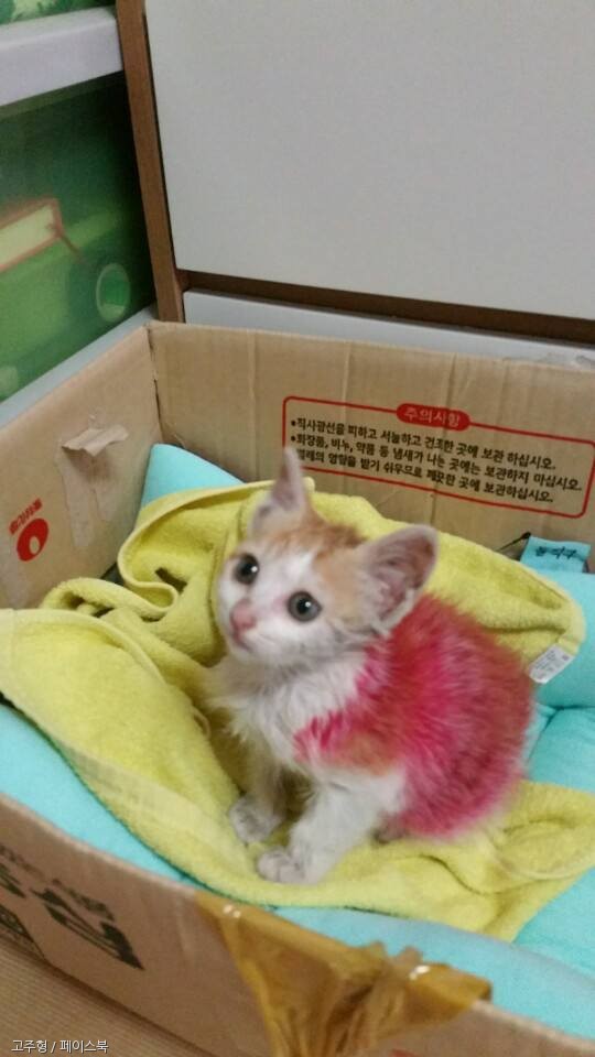 노트펫