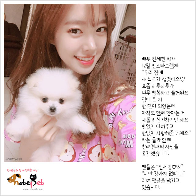 노트펫