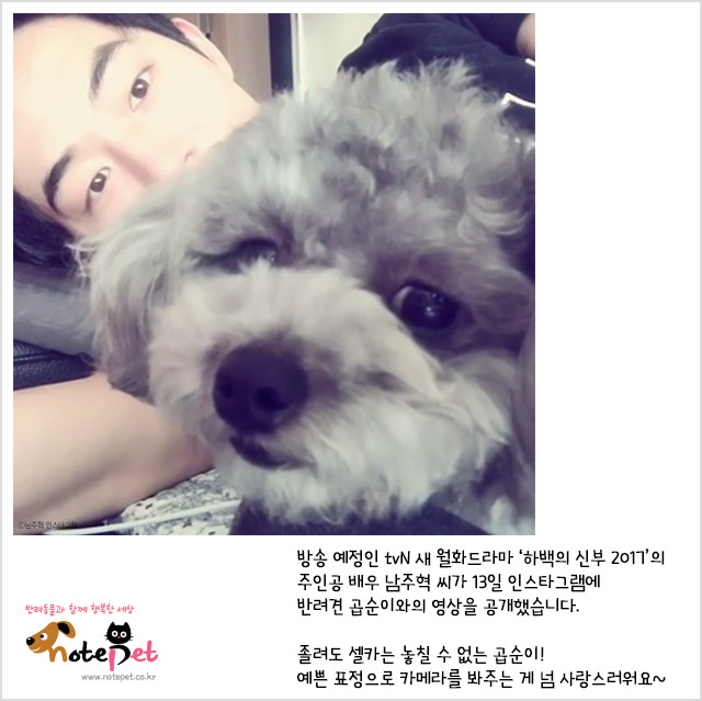 노트펫