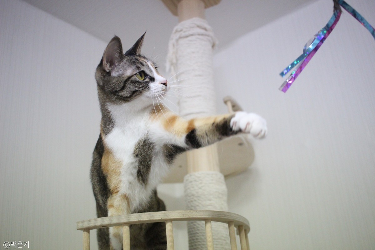 노트펫