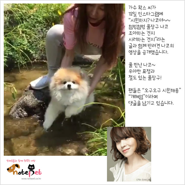 노트펫