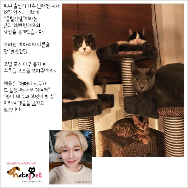 노트펫
