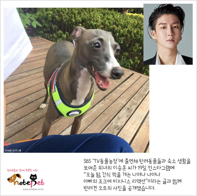 노트펫