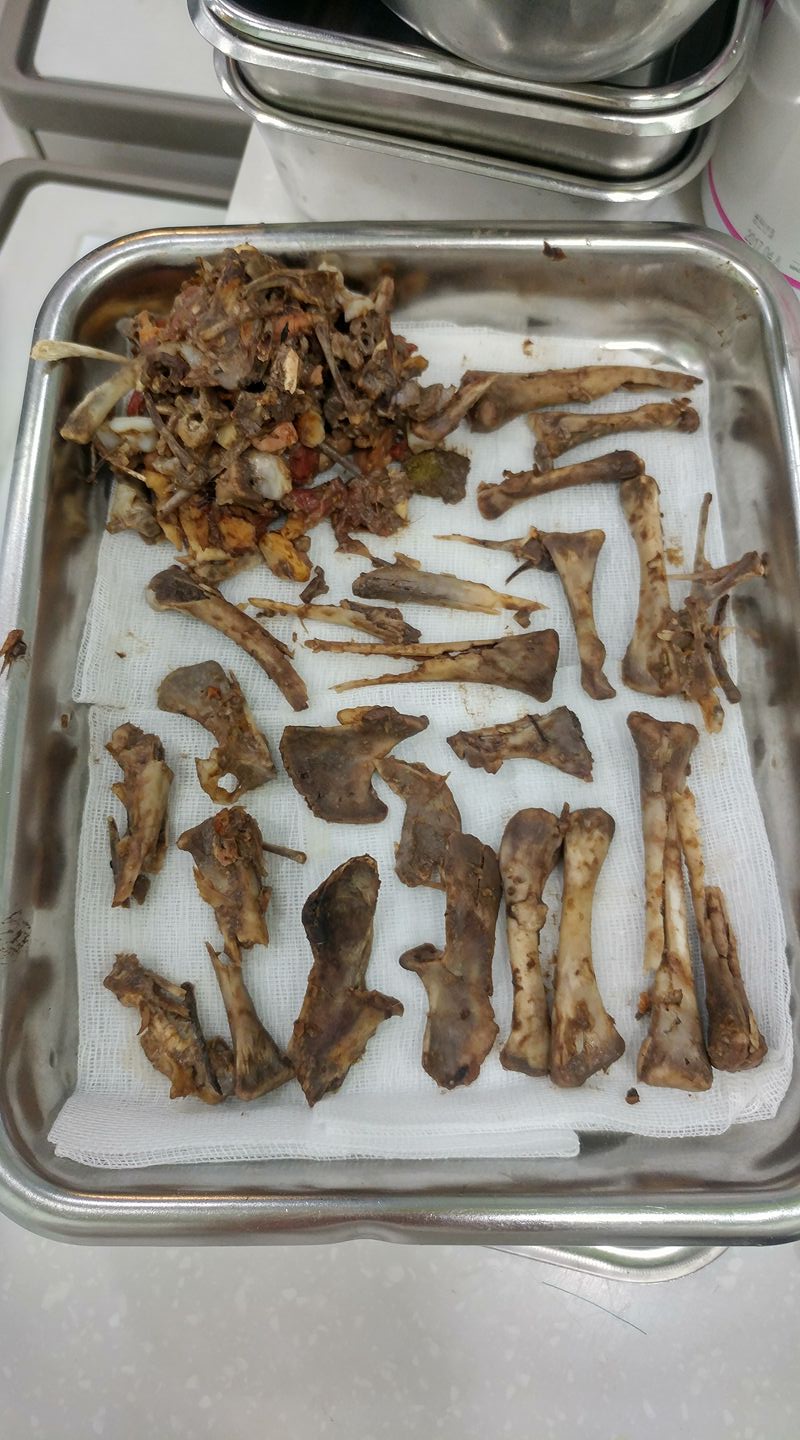 노트펫