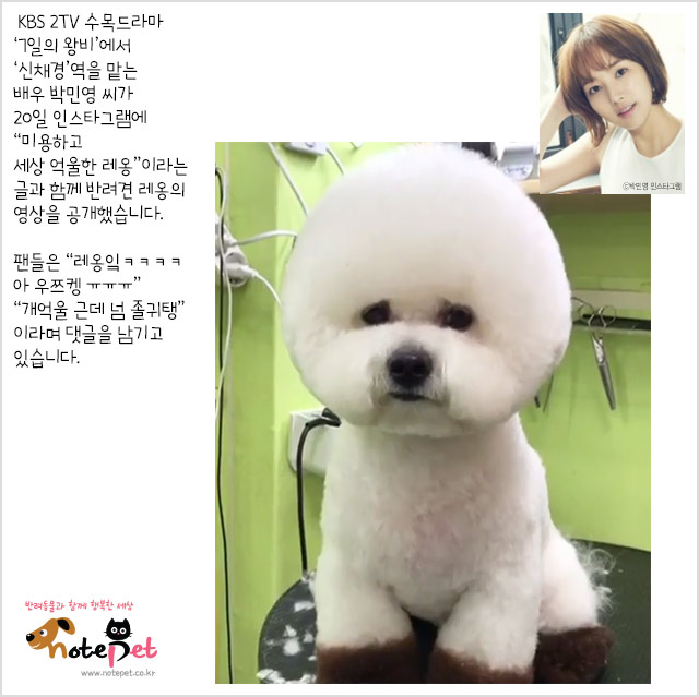 노트펫
