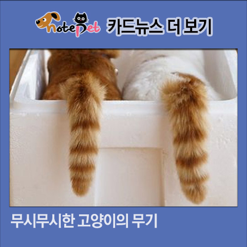 노트펫