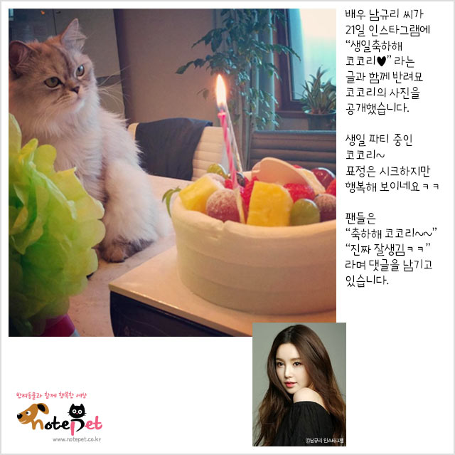 노트펫