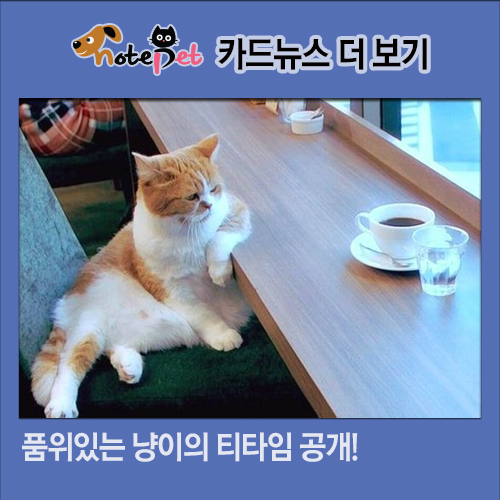 노트펫