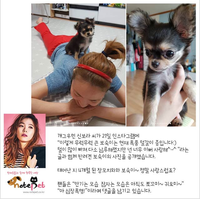 노트펫