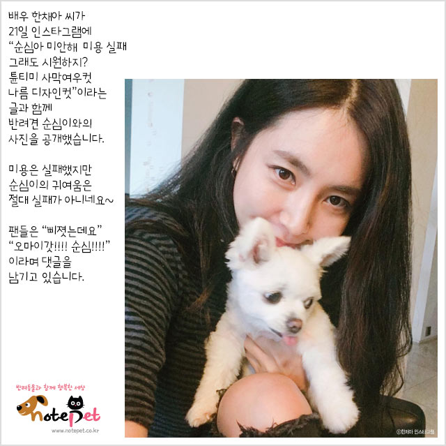 노트펫