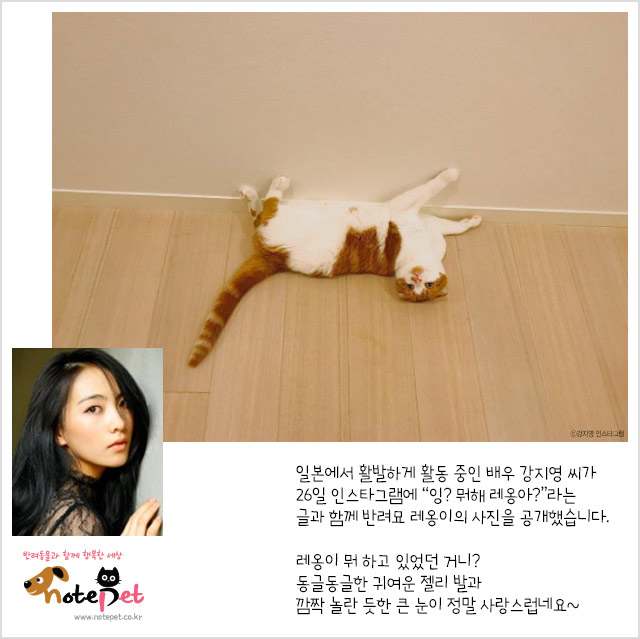 노트펫