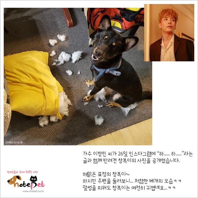 노트펫
