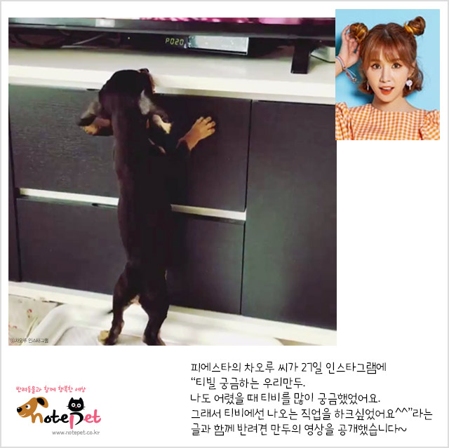 노트펫