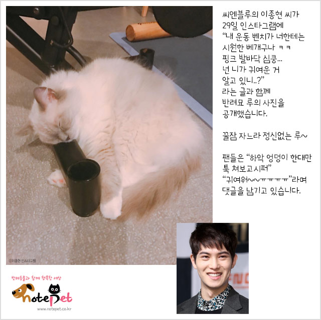 노트펫