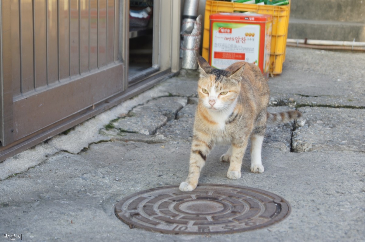 노트펫