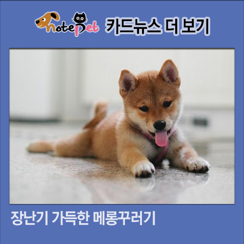 노트펫
