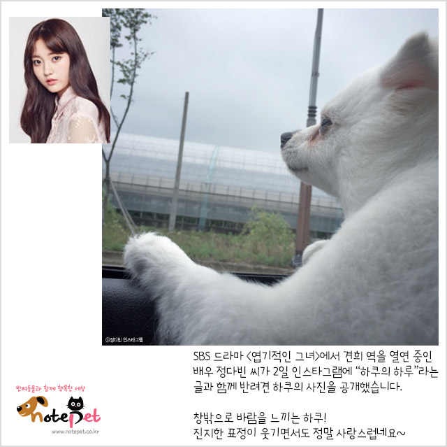 노트펫