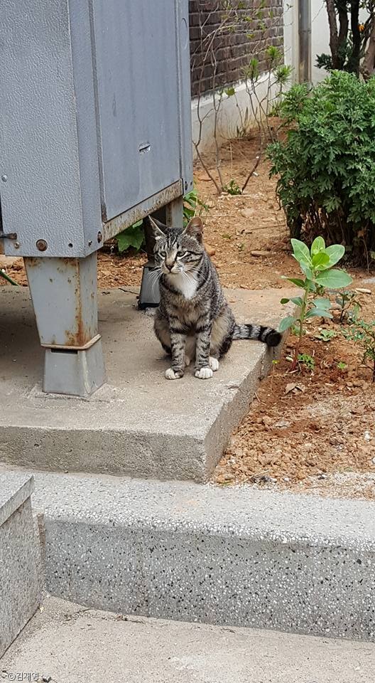 노트펫
