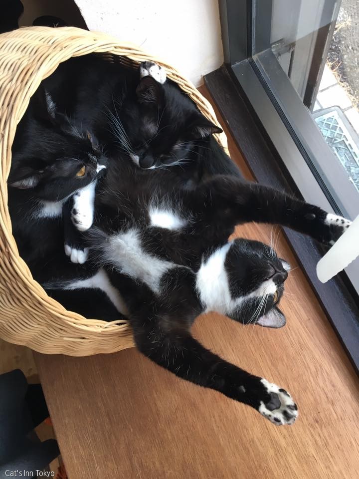 노트펫