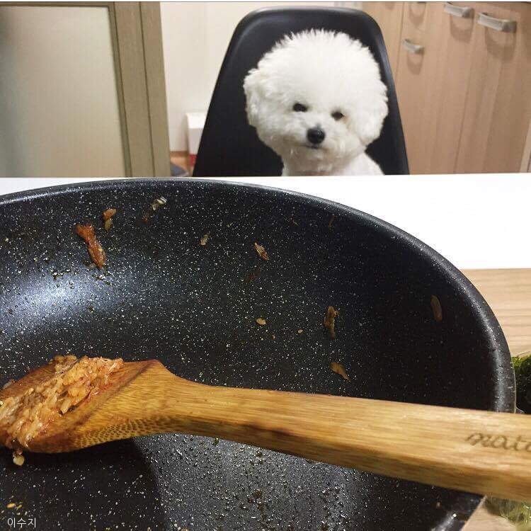 노트펫
