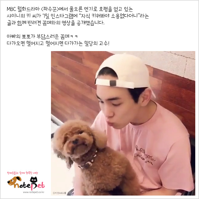 노트펫
