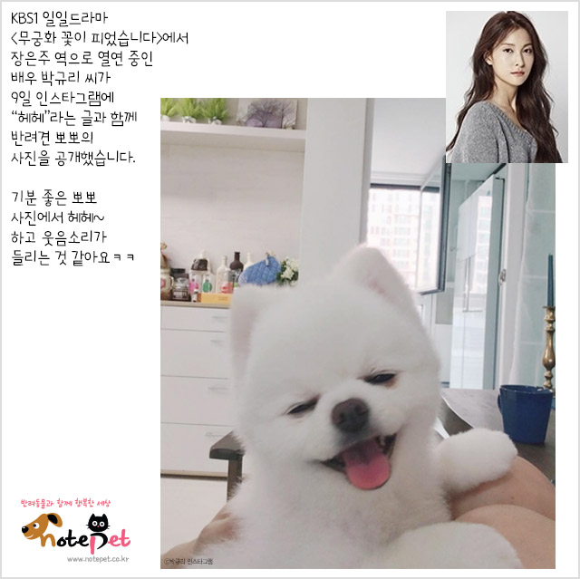 노트펫