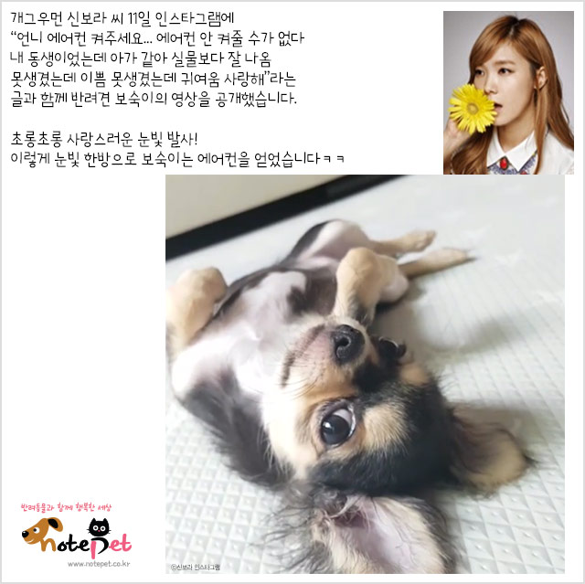 노트펫