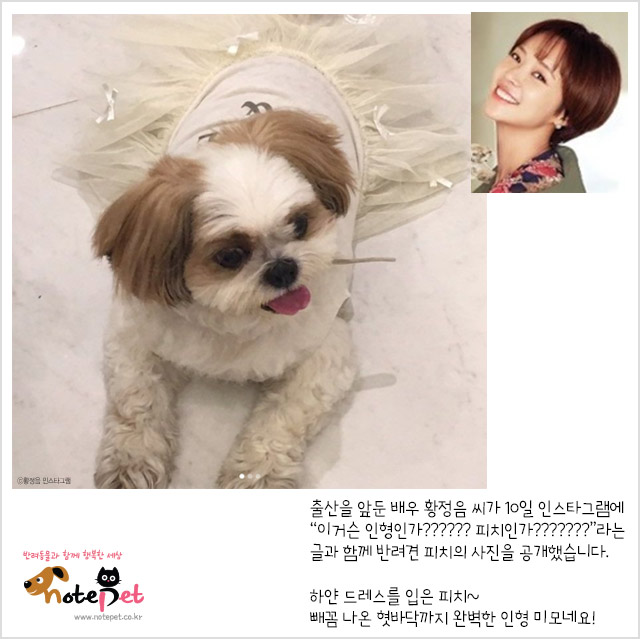 노트펫