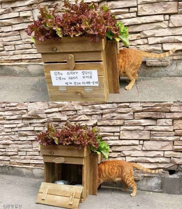 노트펫