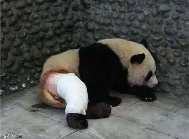 노트펫