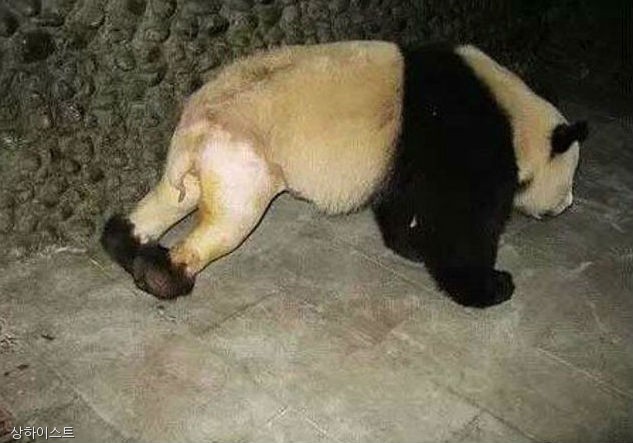 노트펫