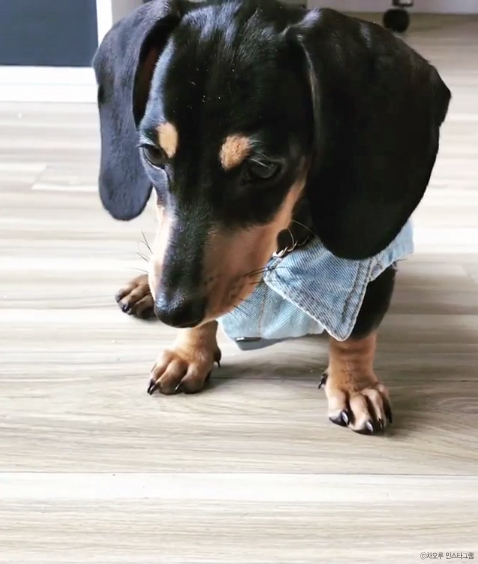 노트펫
