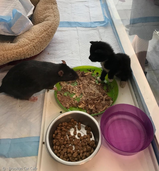노트펫