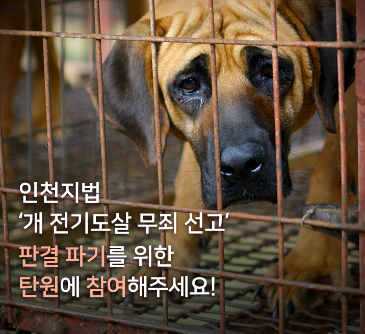 노트펫