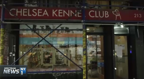 미국 휴메인 소사이어티가 고발한 첼시 케널클럽 [출처: 스펙트럼뉴스 뉴욕1 지역방송 캡처 화면]
