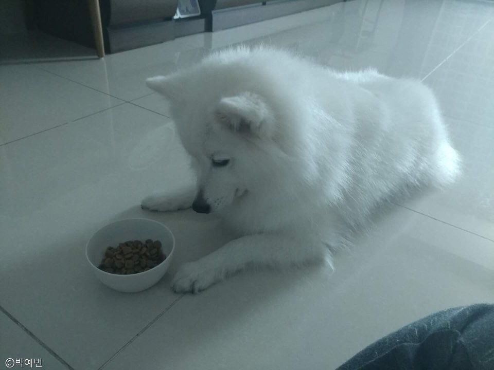 노트펫
