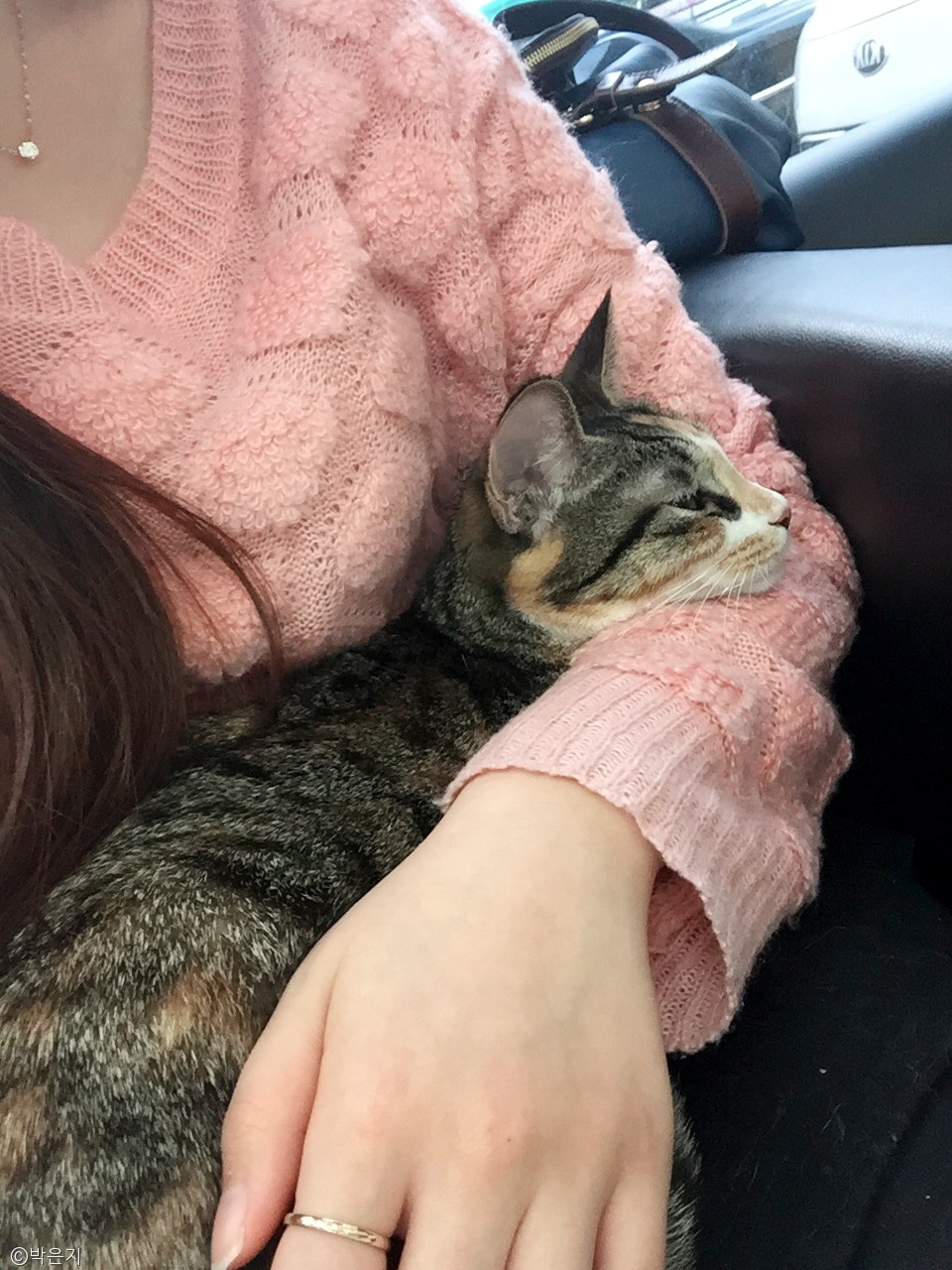 노트펫