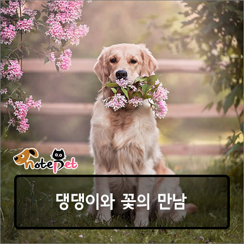 노트펫