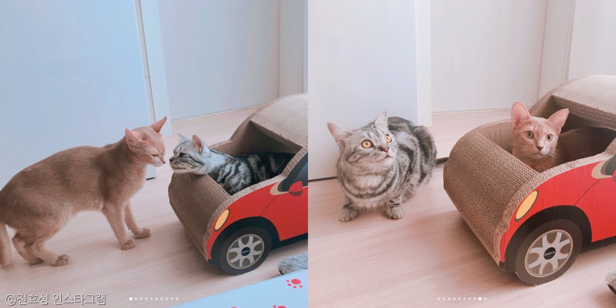 노트펫