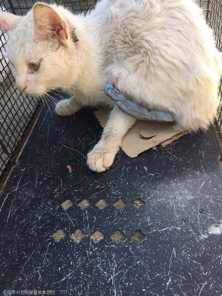 노트펫