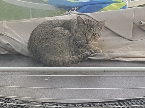 노트펫