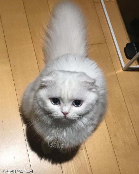 노트펫
