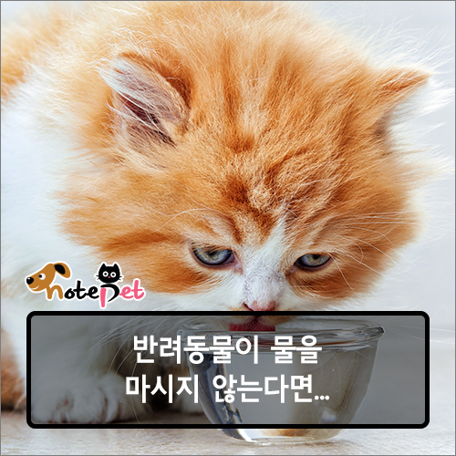 노트펫