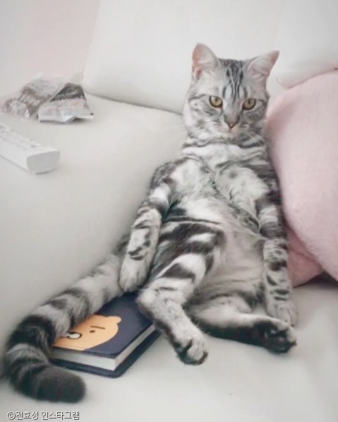 노트펫