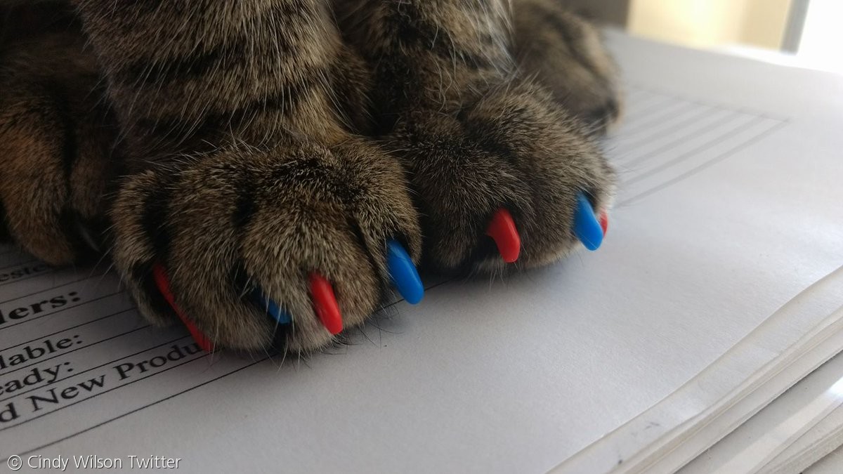 노트펫